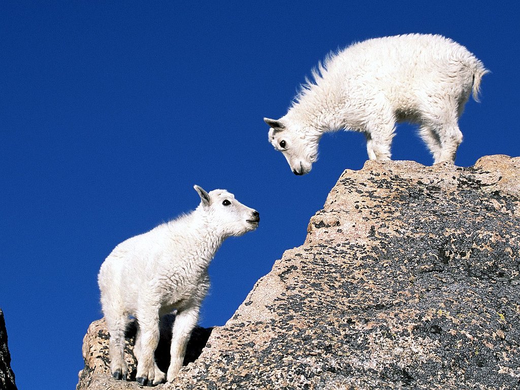 Mountain Goat Kids